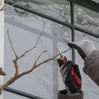 beskæring af blåregn beskæring af blåregn